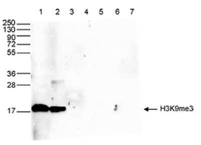 Western Blot: Histone H3 [Trimethyl Lys9] Antibody [NBP2-54612] - Western blot was performed on whole cell (50 ug, lane 1) and histone extracts (15 ug, lane 2) from HeLa cells, and on 1 ug of recombinant histone H2A, H2B, H3.1, H3.2 and H4 (lane 3, 4, 5, 6 and 7, respectively) using the antibody against H3K9me3. The antibody was diluted 1:1,000 in TBS-Tween containing 5% skimmed milk. Observed molecular weight is ~17 kDa.